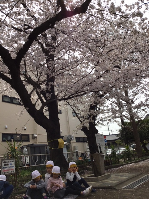 駅前公園の桜は満開 アスク辻堂保育園